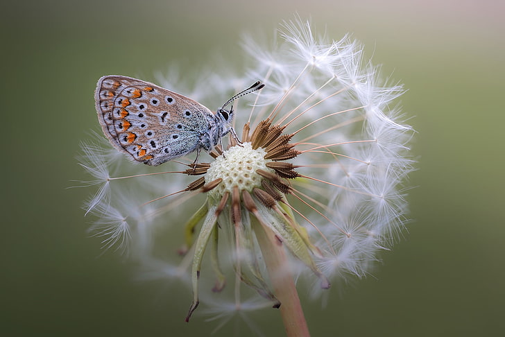 common blue butterfly, macro, plants, flowers, animals, insect