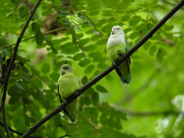two green birds perching on tree, grey-headed lovebird, agapornis, madagascar, grey-headed lovebird, agapornis, madagascar, HD wallpaper
