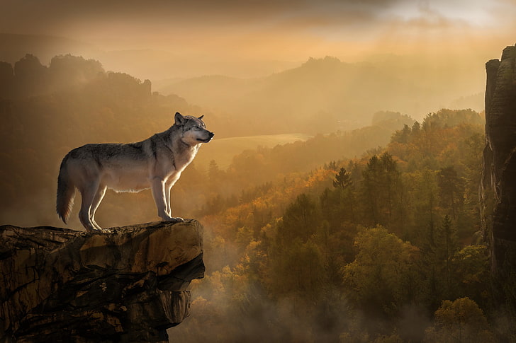 grey wolf on cliff painting, rock, precipice, predator, nature, HD wallpaper