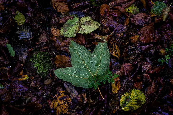 green maple leaf, La, autumn, nature, season, yellow, forest, HD wallpaper