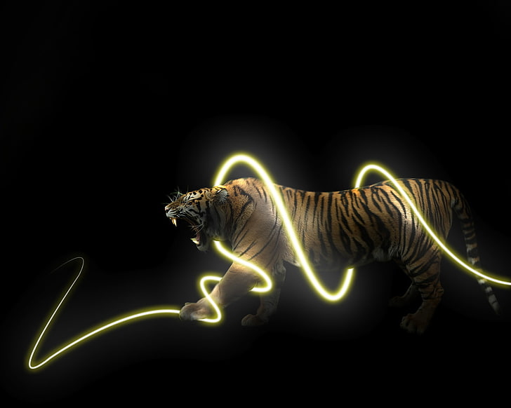 animals, tiger, light trails, black background, animal themes, HD wallpaper