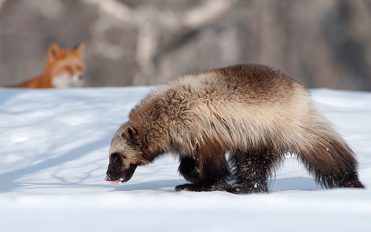 white and brown badget, animals, kamchatka, wolverine, fox, winter, HD wallpaper