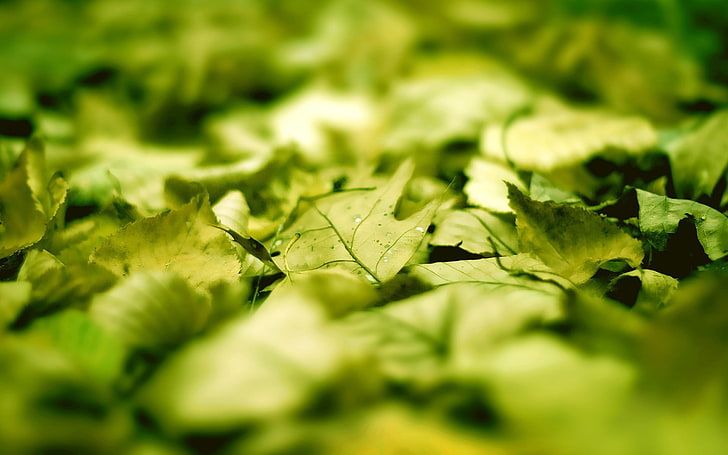 green leaf, leaves, macro, sunlight, blurred, photography, nature