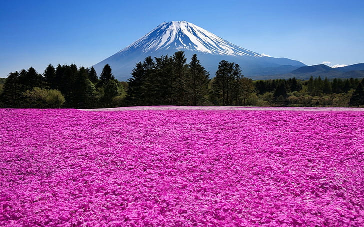 nature landscape mountain trees clouds mount fuji japan flowers field pink, HD wallpaper