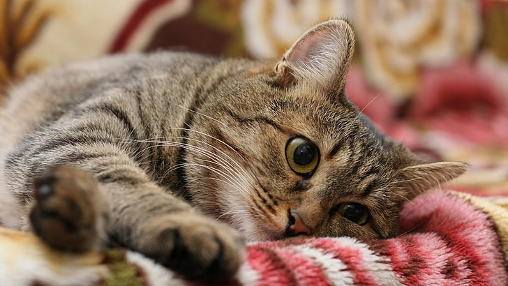 silver tabby cat, yellow eyes, animals, domestic cat, animal themes, HD wallpaper