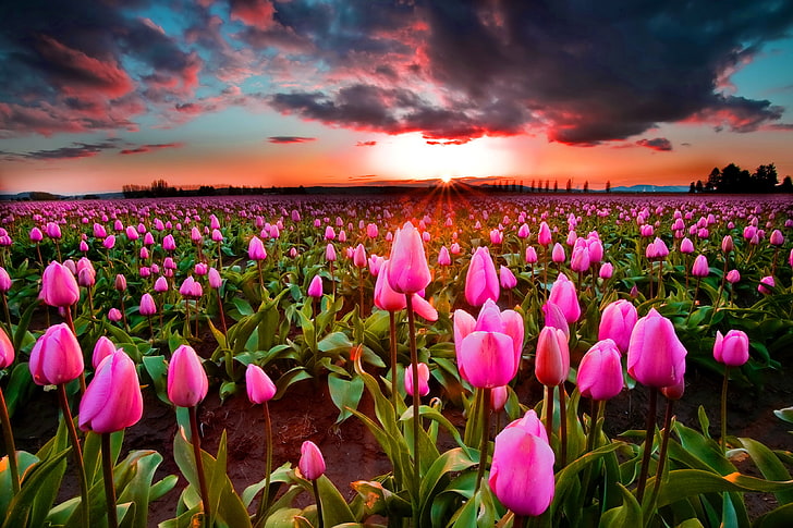 pink tulip flower field wallpaper, the sky, sunset, tulips, nature, HD wallpaper