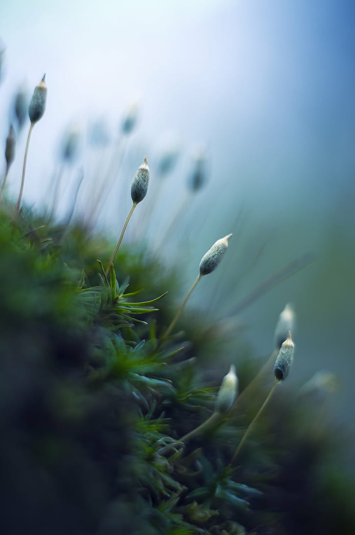 peacock feather photography, moss plant, moss plant, PENTAX  K-5, HD wallpaper