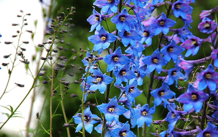 blue petaled flowers, delphinium, bright, close-up, nature, plant, HD wallpaper