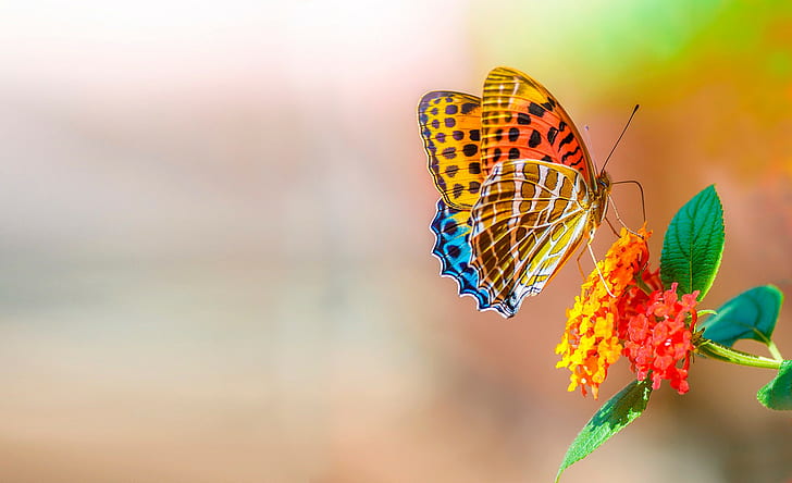Butterfly and flower, yellow, blue, brown, orange, and white butterfly, HD wallpaper