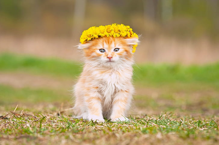 Kitten, fluffy, baby, orange tabby kitten, flowers, wreath, HD wallpaper