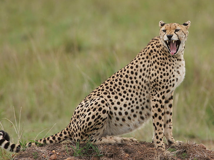 600x1024px | free download | HD wallpaper: The Pregnant Cheetah Yawning,  adult cheetah, Animals, Leopard | Wallpaper Flare