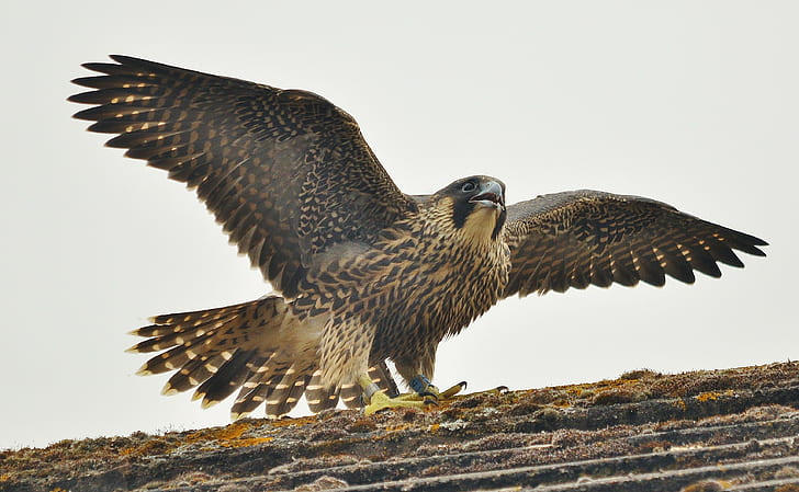 Peregrine falcon, Falco peregrinus, prey, Bird, of, family, falcons