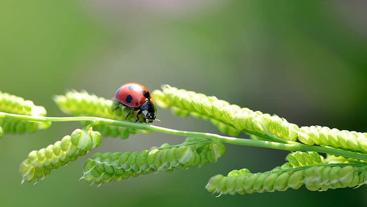 ladybugs, plants, nature, insect, HD wallpaper