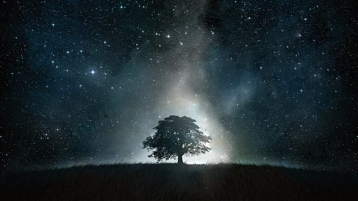starlight, starry sky, night sky, tree, astronomy, lone t ree, HD wallpaper