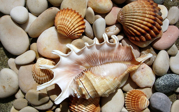 stones, seashells, HD wallpaper