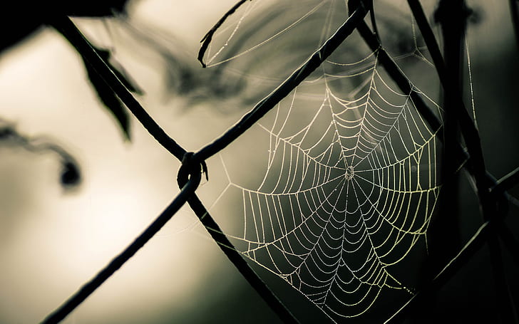 nature, macro, spiderwebs, fence