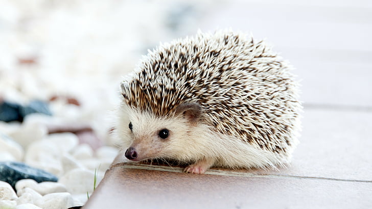 white and brown hedgehog on brown wooden surface, cute animals, HD wallpaper