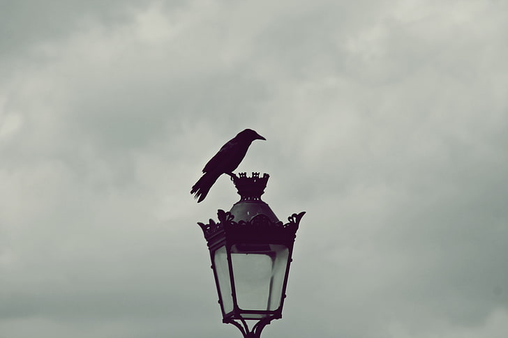 gray, street light, horizon, Paris, raven
