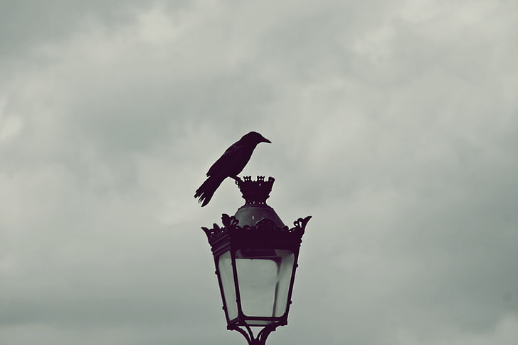 black raven bird, Paris, street light, horizon, gray, vertebrate