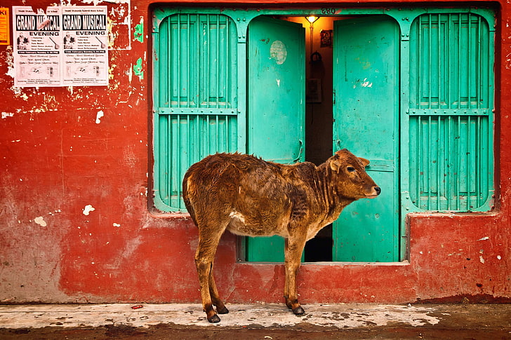 animal, architecture, asia, city, color, colorful, cow, culture, HD wallpaper