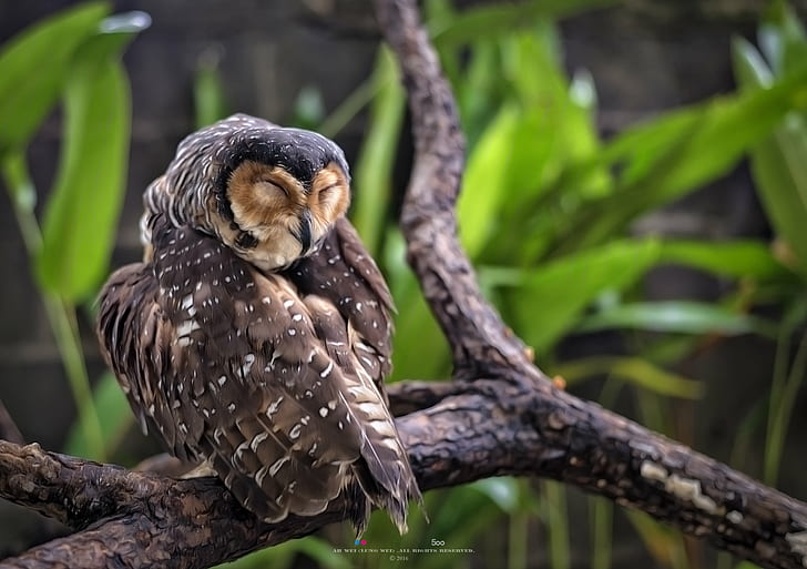 depth of field photography of sleeping owl on branch, Satisfaction