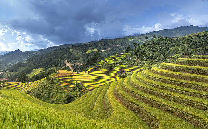 5K, China, Rice Terrace, mountain, agriculture, scenics - nature, HD wallpaper