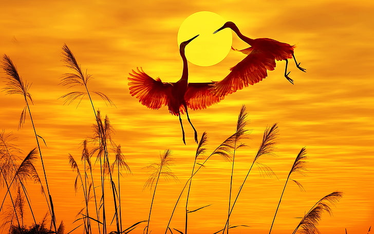 Dusk sunset birds egrets Animal High Quality Wallp.., beauty in nature, HD wallpaper