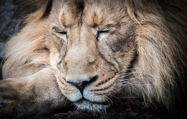 lion, sleeping, big cats, animals, animal themes, feline, mammal, HD wallpaper