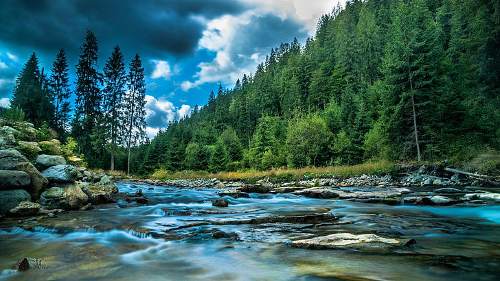 nature, river, water, stream, wilderness, forest, pine forest