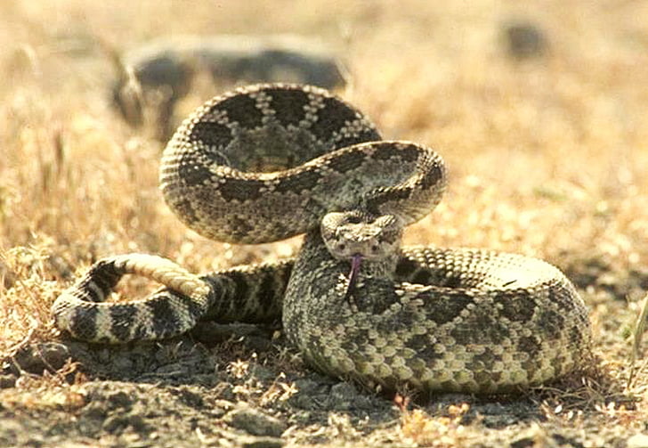100 Free Rattlesnake  Snake Images  Pixabay