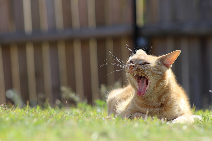 orange tabby cat on grass yawns at daytime, animals, depth of field, HD wallpaper