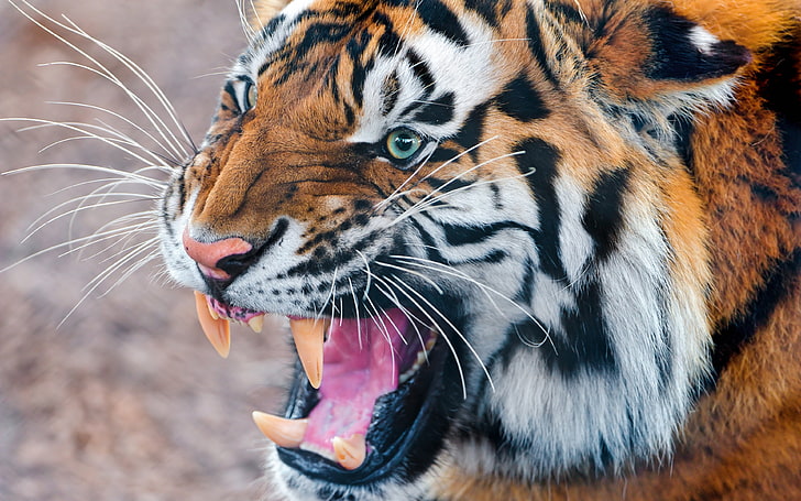 Bengal tiger, face, teeth, anger, aggression, animal, wildlife, HD wallpaper