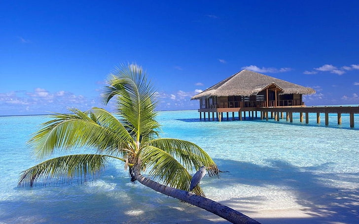 brown wooden hut, Maldives, resort, beach, palm trees, sand, birds