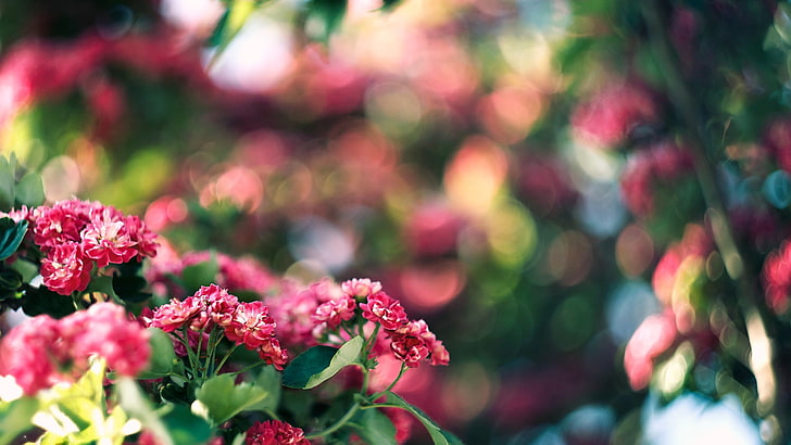 shallow focus photography of pink petaled flowers, bokeh, nature, HD wallpaper
