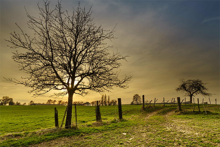 photo of bare tree near fence and grass field, Lichtspiel, Reimer, HD wallpaper