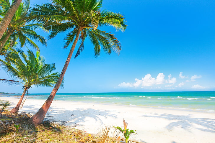 palm tree, sand, sea, beach, the sun, palm trees, shore, summer, HD wallpaper