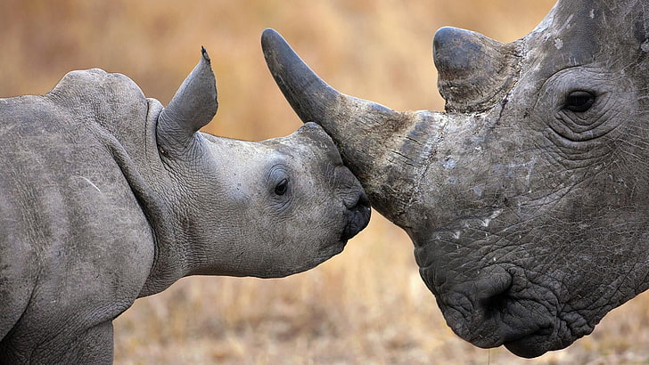 rhinoceros, terrestrial animal, wild animals, wildlife, baby, HD wallpaper
