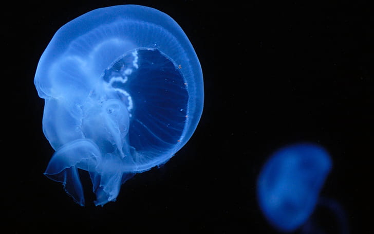 Jellyfish Underwater HD, white jelly fish, animals