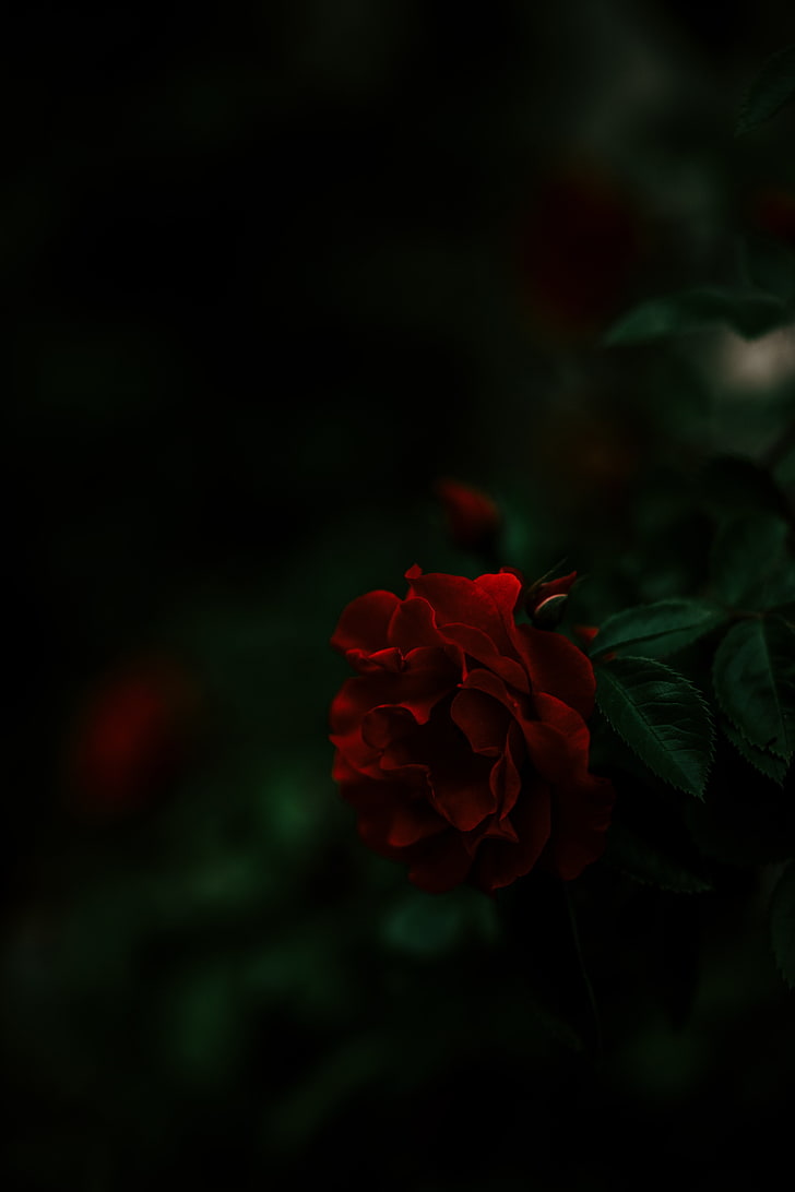 red rose, bush, dark, flower, beauty in nature, flowering plant
