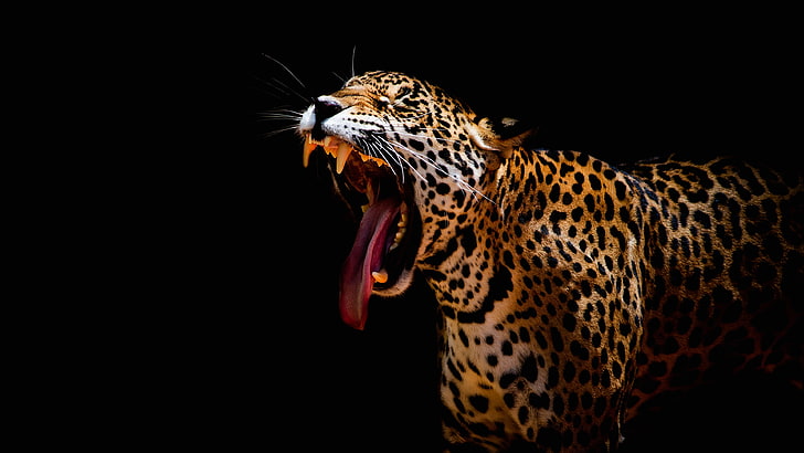 Dark background, Yawning, 4K, Leopard