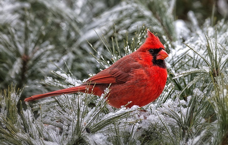 red cardinal, bird, animal wildlife, animals in the wild, vertebrate, HD wallpaper