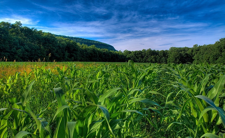 Maize Field, green corn field, Nature, Landscape, plant, growth, HD wallpaper