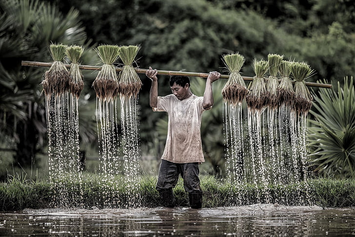farmers, rice, one person, standing, plant, growth, nature
