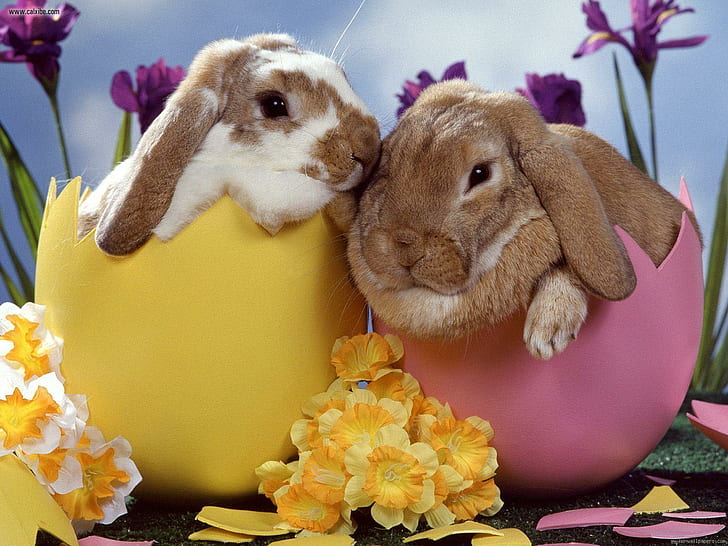 Easter rabbits, 2 black and white rabbits, holidays, egg, flower, HD wallpaper