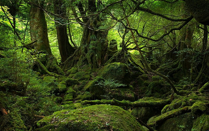 nature, landscape, green, forest, trees, moss