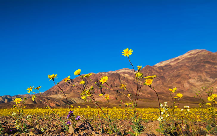 in Death, Death Valley, untitled, bloom, wildflowers, desert, HD wallpaper