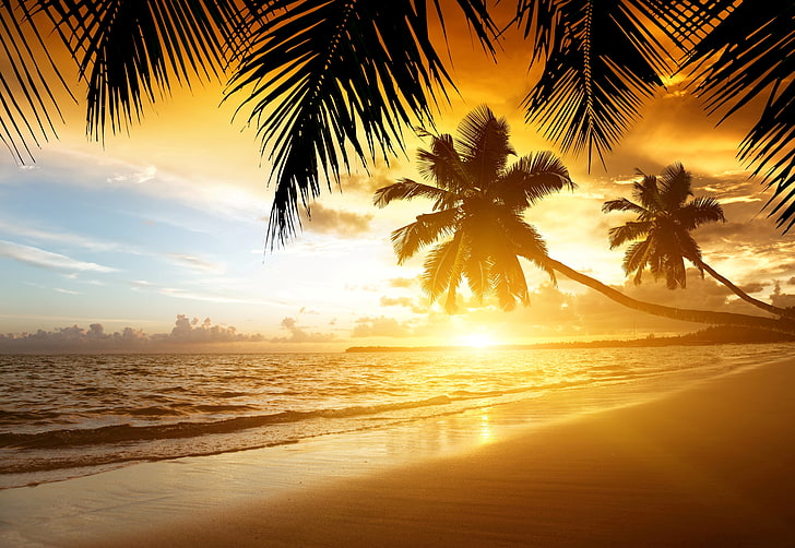 two palm trees, sand, sea, beach, sunset, tropics, shore, summer, HD wallpaper