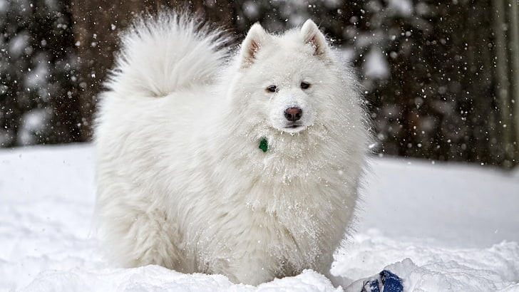 dog breed samoyed picture, snow, winter, cold temperature, white color, HD wallpaper