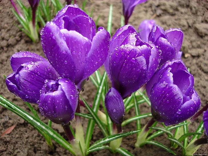 purple crocus flowers, crocuses, primrose, drops, fresh, spring, HD wallpaper