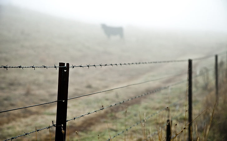 gray barbwire fence, grass, fog, barbed Wire, nature, boundary, HD wallpaper